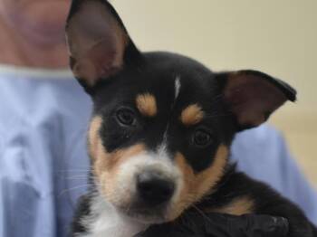 Angelfish -  Shepherd and Australian Cattle Dog Blue Heeler Dog for Adoption in Portland, Oregon - Angelfish | PetCurious