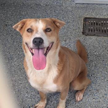 Rendezvous -  Mixed Breed Dog for Adoption in Charlottesville, Virginia - Rendezvous | PetCurious