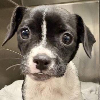 Chihuahua and English Springer Spaniel Dogs Available for Adoption in Sacramento, California - Macadamia Nut  | PetCurious