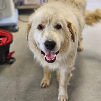 Ace -  Great Pyrenees Dog for Adoption in Jasper, Indiana - Ace | PetCurious