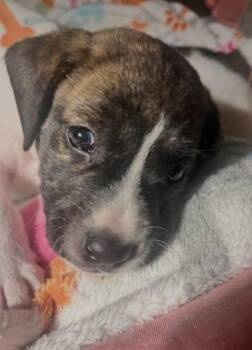 Cole -  Labrador Retriever and Hound Dog for Adoption in Hartsville, South Carolina - Cole | PetCurious