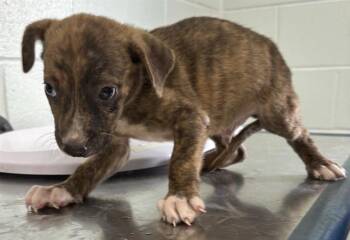 CAPRESE -  American Staffordshire Terrier and Labrador Retriever Dog for Adoption in Corpus Christi, Texas - CAPRESE | PetCurious