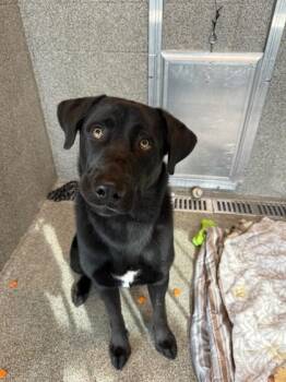 Rescue Black Labrador Retriever and Husky Dogs for Adoption in Hamilton, Montana - Bear | PetCurious