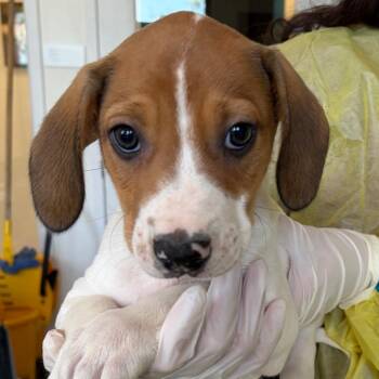 Mayo -  Catahoula Leopard Dog and Mixed Breed Dog for Adoption in Nashville, Tennessee - Mayo | PetCurious
