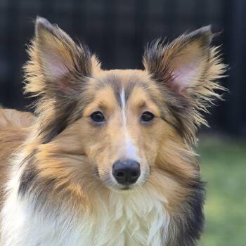 Selkie -  Shetland Sheepdog Sheltie Dog for Adoption in Charlottesville, Virginia - Selkie | PetCurious