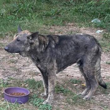 Rescue Shepherd Dogs for Adoption in Pineville, Missouri - Paulo | PetCurious