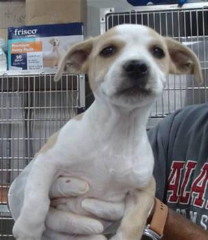 Pit Bull Terrier and Mixed Breed Dogs Available for Adoption - DRAGON | PetCurious