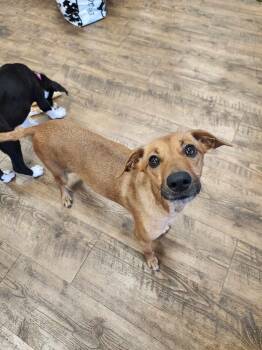 Rescue Dachshund and Terrier Dogs for Adoption in Troy, Alabama - Tessa | PetCurious