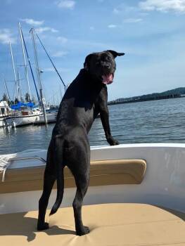 Rescue Rottweiler Dogs for Adoption in Bremerton, Washington - Ella | PetCurious