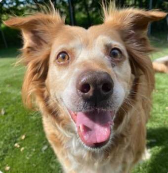 Kiki -  Mixed Breed Dog for Adoption in Decorah, Iowa - Kiki | PetCurious
