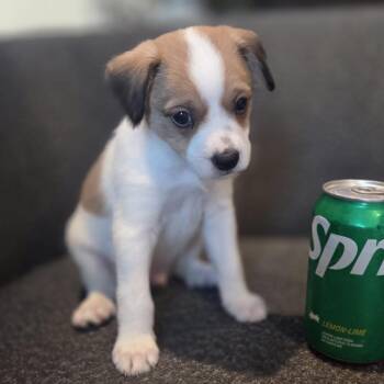 Walter -  Terrier and Border Terrier Dog for Adoption in San Diego, California - Walter | PetCurious