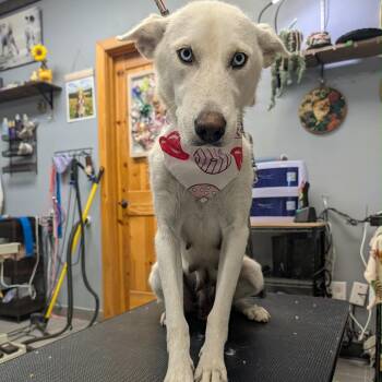 Veronica -  Husky and Mixed Breed Dog for Adoption in Buffalo, Minnesota - Veronica | PetCurious