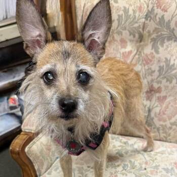TIKKA -  Terrier Dog for Adoption in Graham, Washington - TIKKA | PetCurious