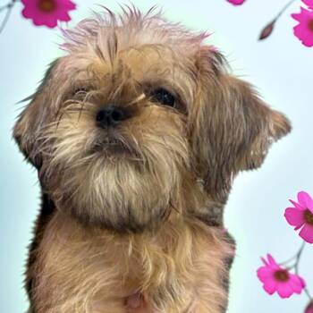 Brussels Griffon Dogs Available for Adoption - Candy | PetCurious