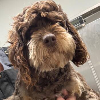 Cavalier King Charles Spaniel and Poodle Dogs Available for Adoption - Jennifer | PetCurious