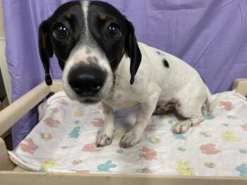 Dachshund and Mixed Breed Dogs Available for Adoption in Modesto, California - A610730 | PetCurious