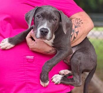 Alfie -  Hound Dog for Adoption in West Palm Beach, Florida - Alfie | PetCurious