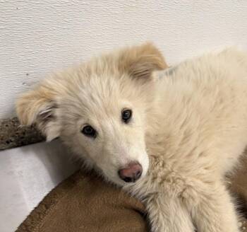 Shepherd Dogs Available for Adoption in Vancouver, Washington - Cream Puff | PetCurious