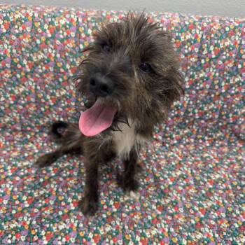 Sammy -  Mixed Breed Dog for Adoption in Monticello, Iowa - Sammy | PetCurious