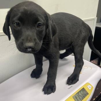 Black Labrador Retriever Dogs Available for Adoption - Molly | PetCurious