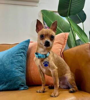 Chihuahua Dogs Available for Adoption in Friendswood, Texas - Bean Dip The Pocket Sized Prince | PetCurious