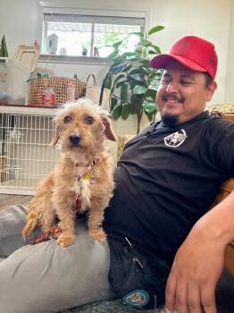 Wirehaired Terrier and Dachshund Dogs Available for Adoption in Friendswood, Texas - Hoobie Shoobie Your Golden Little Bestie | PetCurious