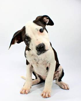 Raines -  Australian Shepherd and Labrador Retriever Dog for Adoption in Morton Grove, Illinois - Raines | PetCurious