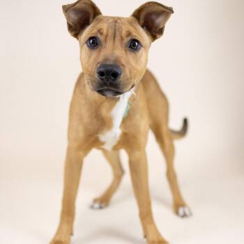 Mixed Breed Dogs Available for Adoption - Turkey | PetCurious