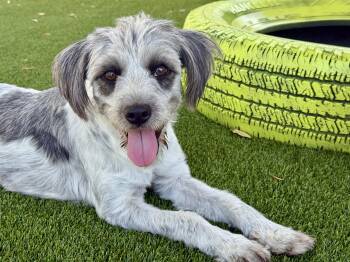 Ellie - 22 lbs of sugar, Poodle Mix -  Terrier and Poodle Dog for Adoption in Hondo, Texas - Ellie - 22 Lbs Of Sugar, Poodle Mix | PetCurious