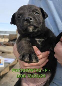 Mixed Breed Dogs Available for Adoption in Klamath Falls, Oregon - Pocahontas | PetCurious