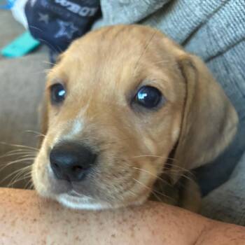 Giorgio -  Hound and Mixed Breed Dog for Adoption in Fredericksburg, Virginia - Giorgio | PetCurious