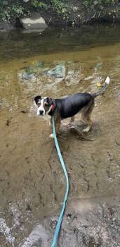 Johnny -  Boxer and Hound Dog for Adoption in Elmsford, New York - Johnny | PetCurious