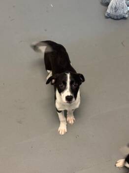 Booker -  Border Collie and Cattle Dog Dog for Adoption in Los Angeles, California - Booker | PetCurious