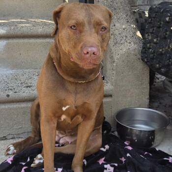 Hades -  Pit Bull Terrier Dog for Adoption in Philadelphia, Pennsylvania - Hades | PetCurious