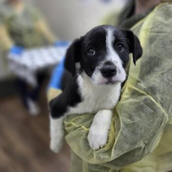 Australian Shepherd and Border Collie Dogs Available for Adoption - Sailor Neptune | PetCurious