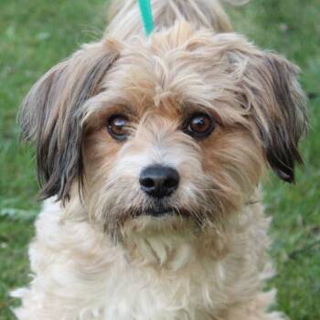 Shih Tzu and Yorkshire Terrier Dogs Available for Adoption in Eaton, Ohio - Tinker Toy  | PetCurious