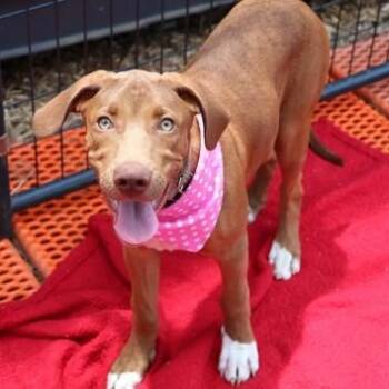 Goldie -  Mixed Breed Dog for Adoption in Athens, Georgia - Goldie | PetCurious