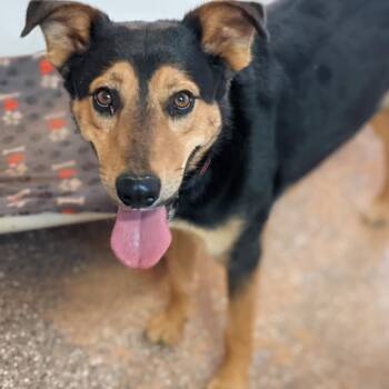 Rescue Shepherd Dogs for Adoption in Kanab, Utah - Oodoo | PetCurious