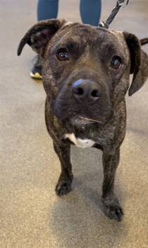 Rescue Mixed Breed Dogs for Adoption in Jacksonville, Florida - RYLO | PetCurious