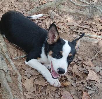 Breaker (p) -  Mixed Breed Dog for Adoption in New York, New York - Breaker (p) | PetCurious