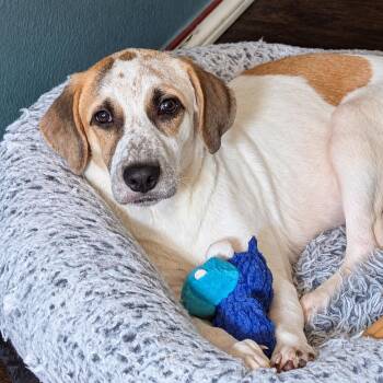 Alfie -  Great Pyrenees Dog for Adoption in Colleyville, Texas - Alfie | PetCurious