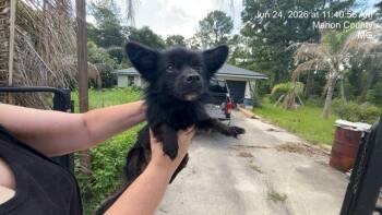 A384853 -  Chihuahua Dog for Adoption in Ocala, Florida - A384853 | PetCurious