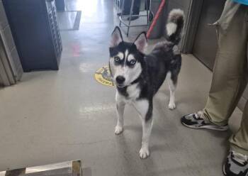 Lotus -  Siberian Husky Dog for Adoption - Lotus | PetCurious
