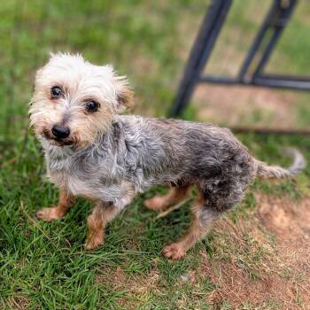 Yorkshire Terrier Dogs Available for Adoption in Houston, Texas - Samuel L. Jackson | PetCurious