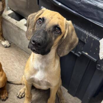 Duke -  Hound Dog for Adoption in Birmingham, Alabama - Duke | PetCurious