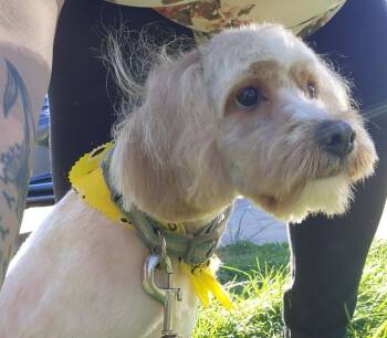 Maltese Dogs Available for Adoption in Mcminnville, Tennessee - Koby | PetCurious