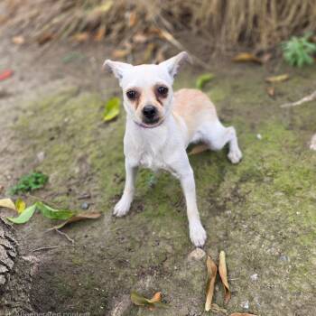 Rescue Chihuahua Dogs for Adoption in Visalia, California - Hercules | PetCurious