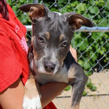 Aspen -  Pit Bull Terrier Dog for Adoption in Hollister, Missouri - Aspen | PetCurious
