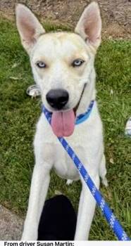 SIBERIAN HUSKY white BLUE EYES -  Siberian Husky Dog for Adoption in Mount Laurel Township, New Jersey - SIBERIAN HUSKY White BLUE EYES | PetCurious