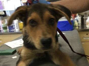 Rescue German Shepherd Dog and Mixed Breed Dogs for Adoption in Riverside, California - ABBY | PetCurious